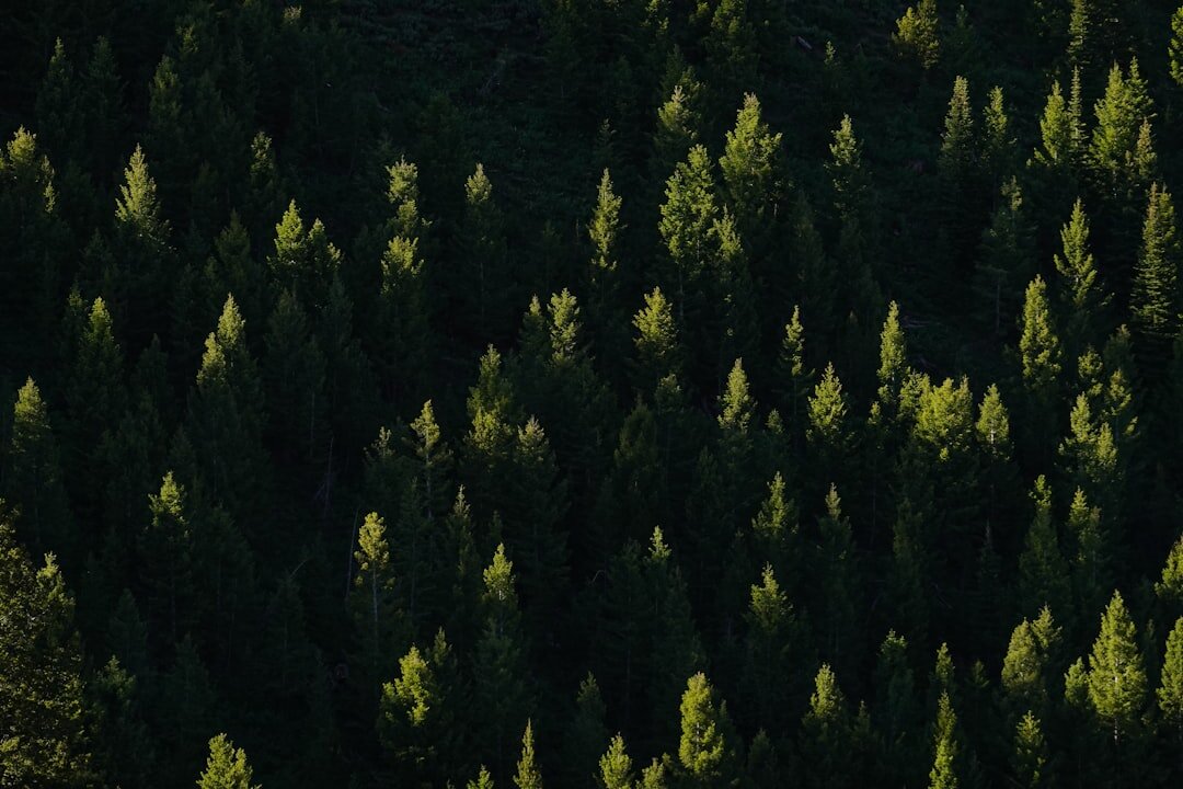 green forest with solar