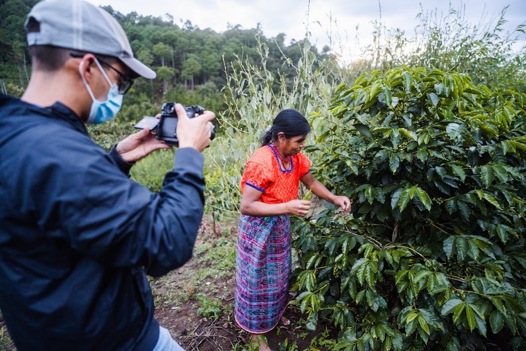 woman harvesting coffee beans